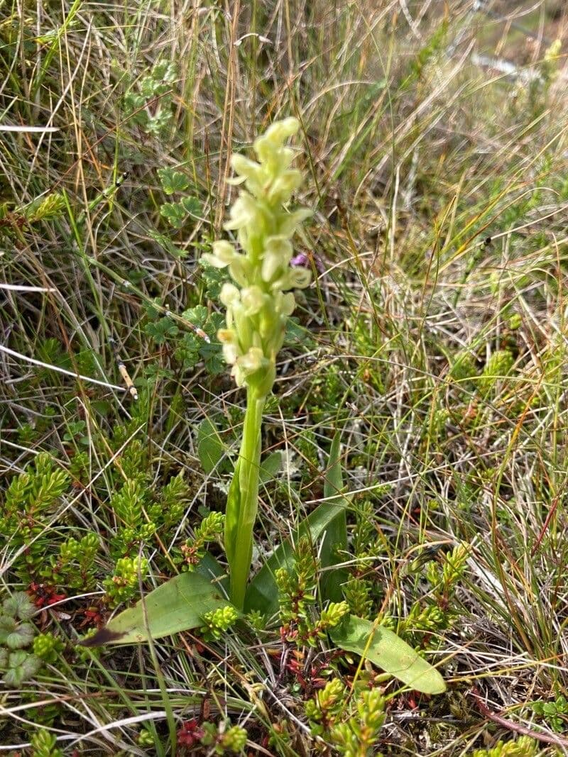 Platantera iperborea 5