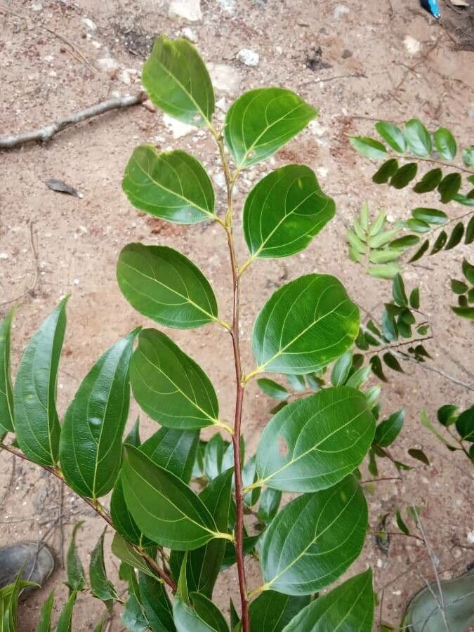 Goupia glabra 8