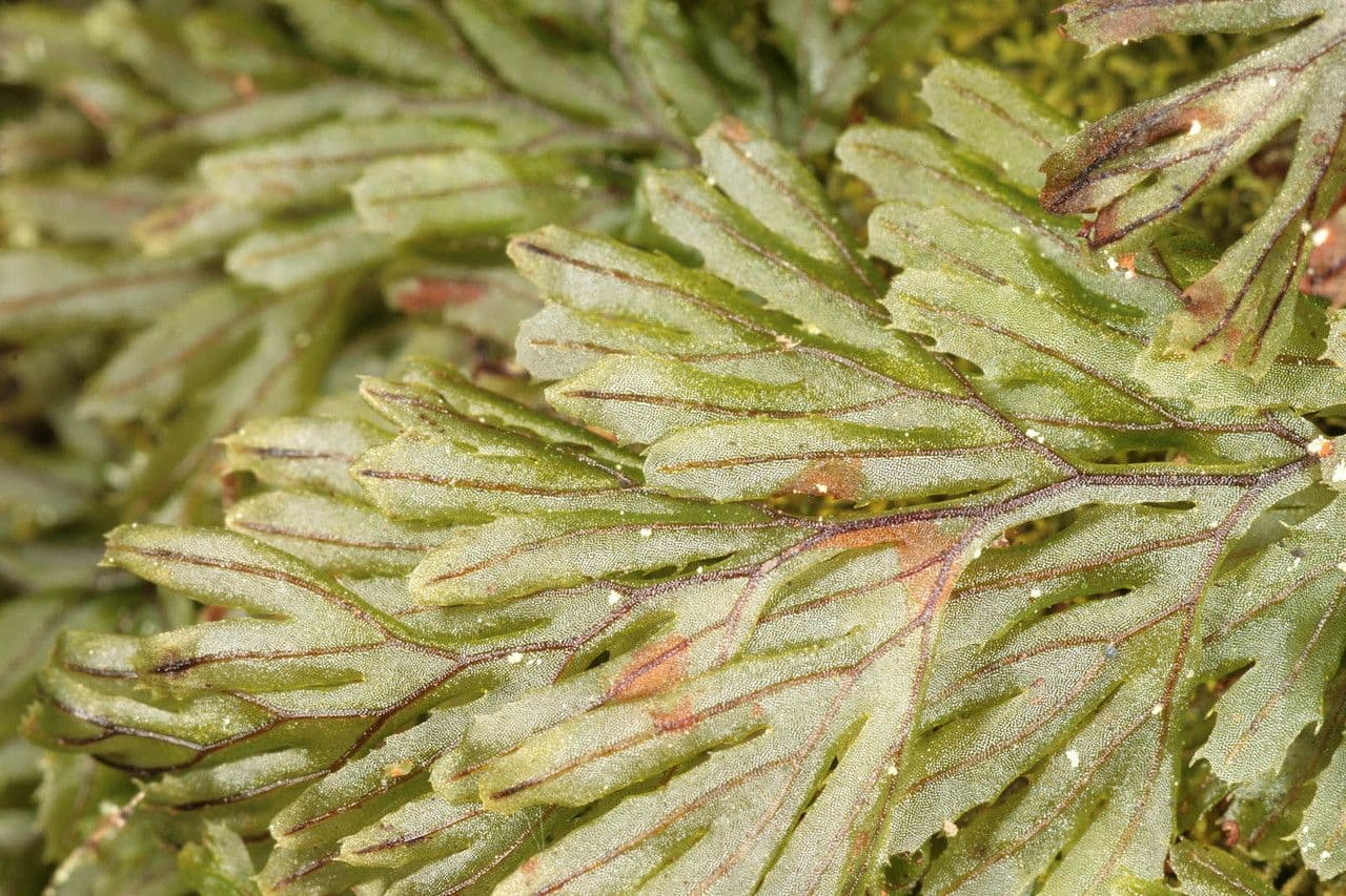 Braunes Hymenophyllum 15