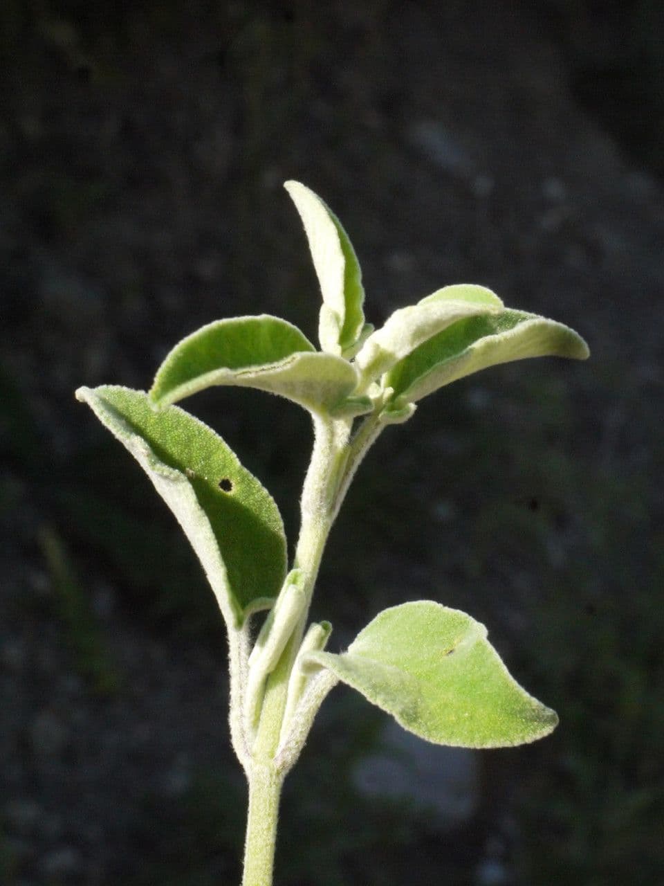 Salvia 28