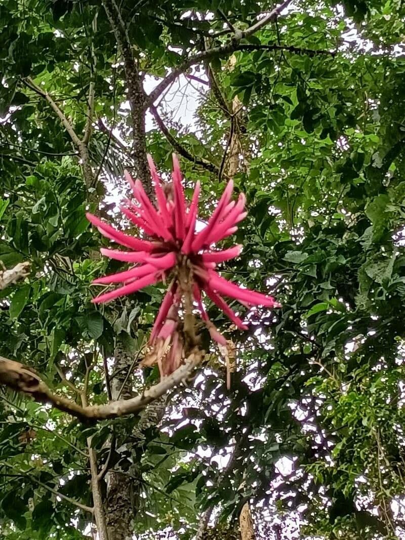 Albero corallo 5
