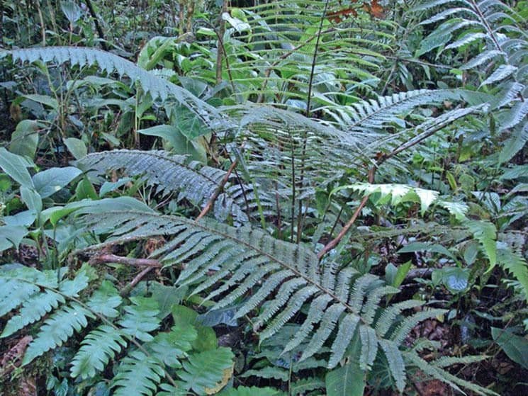 Thelypteris decussata 6