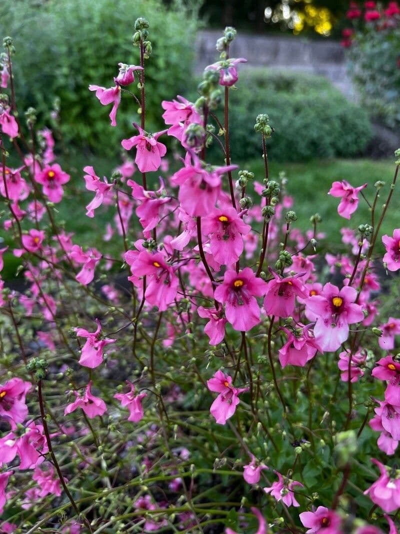 Diascia 4