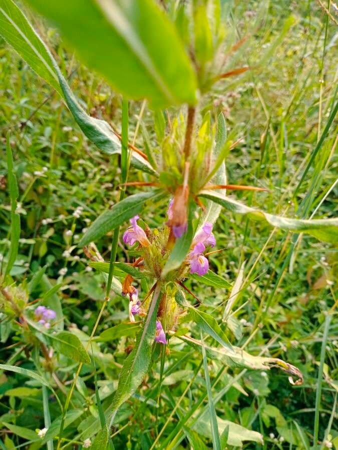 Hygrophila 15