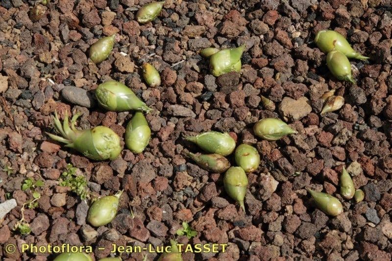 Agave fourcroydes 4
