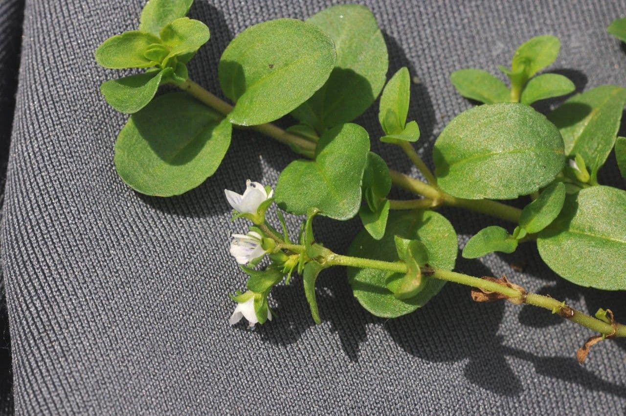 Veronica serpilifolia 26