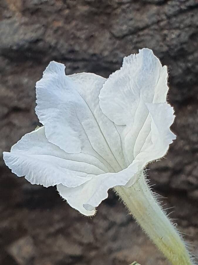 Ruellia bignoniowata 2