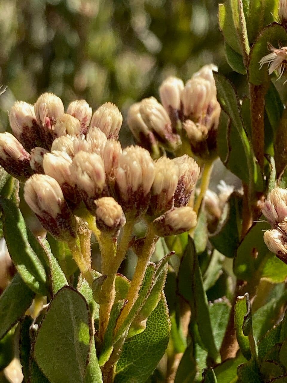 Plum-leaved Baccharis 5