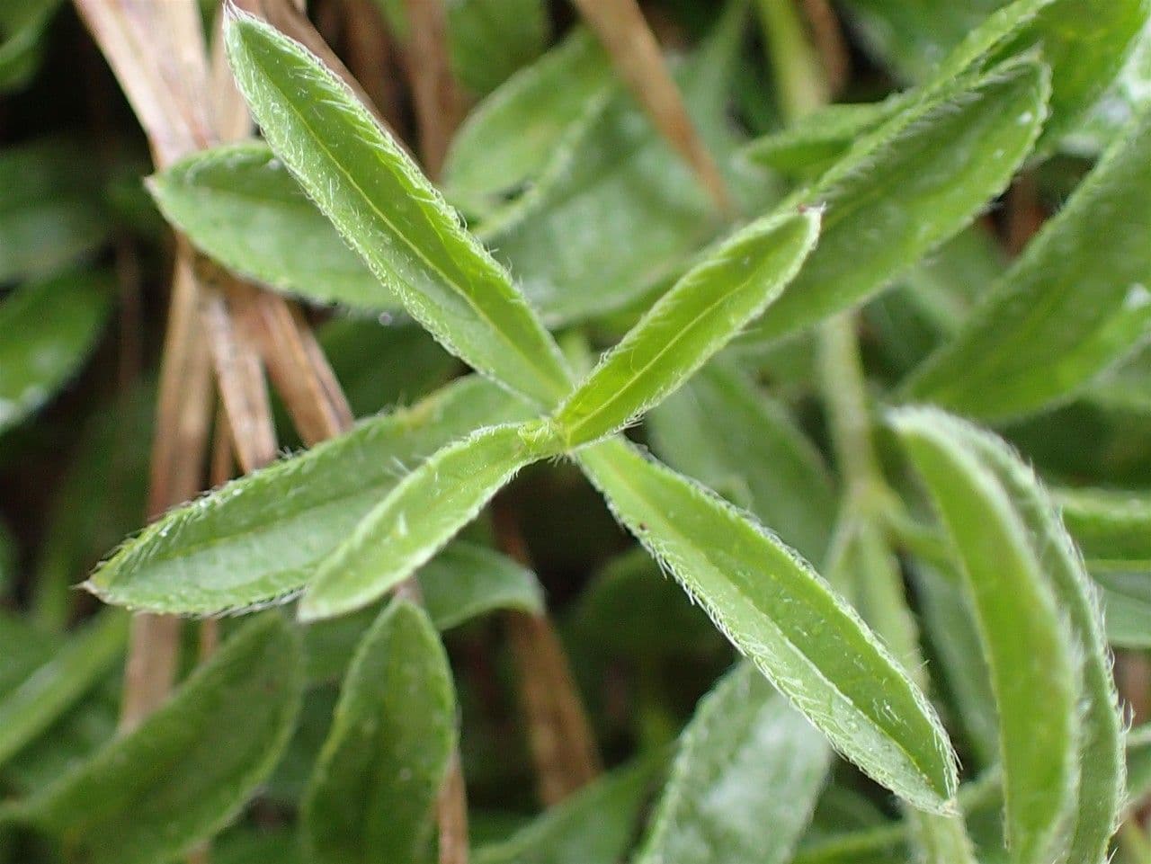 Sideritis hyssopifolia 16