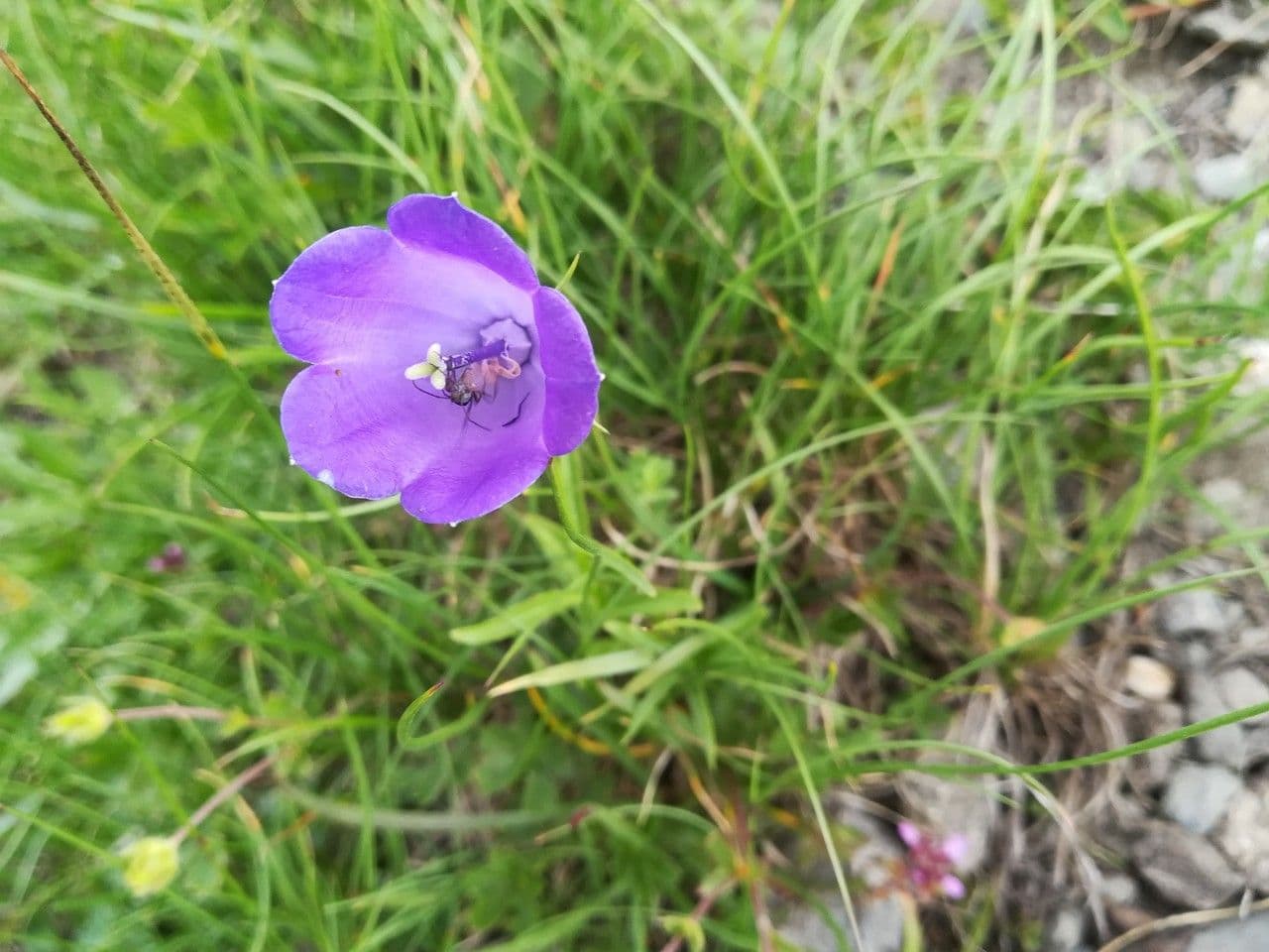 Campanula di Scheuchzer 10