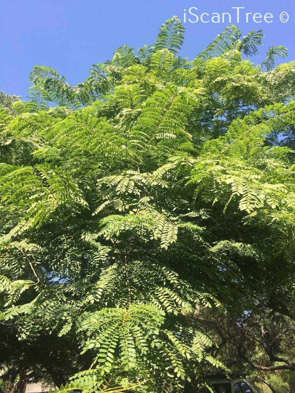 Cordyla 6