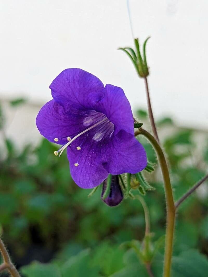Großblütige Phacelia 6