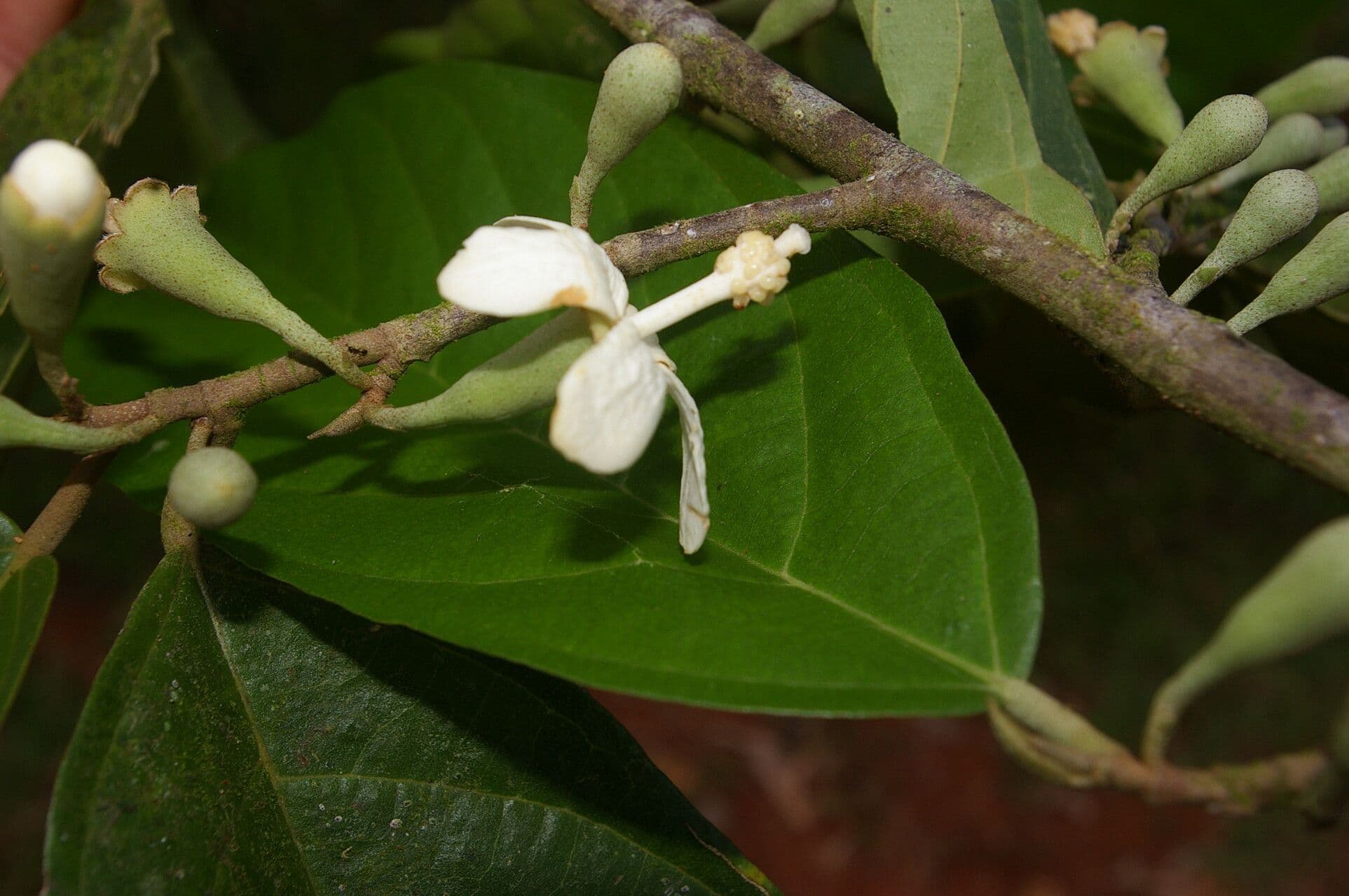 Quararibea 6