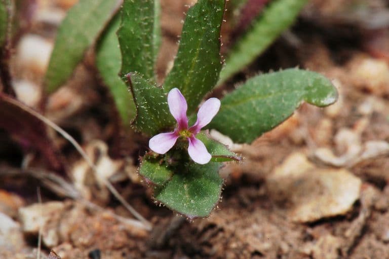 Chorispora 3
