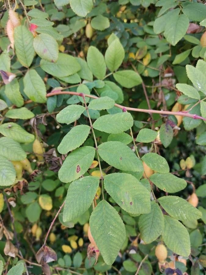 Rosa 13