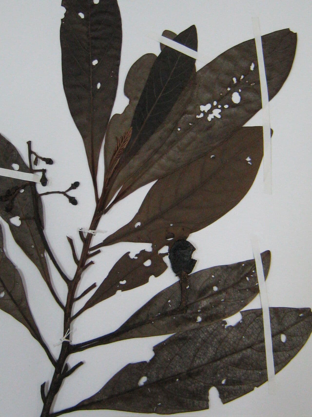 Ocotea 5