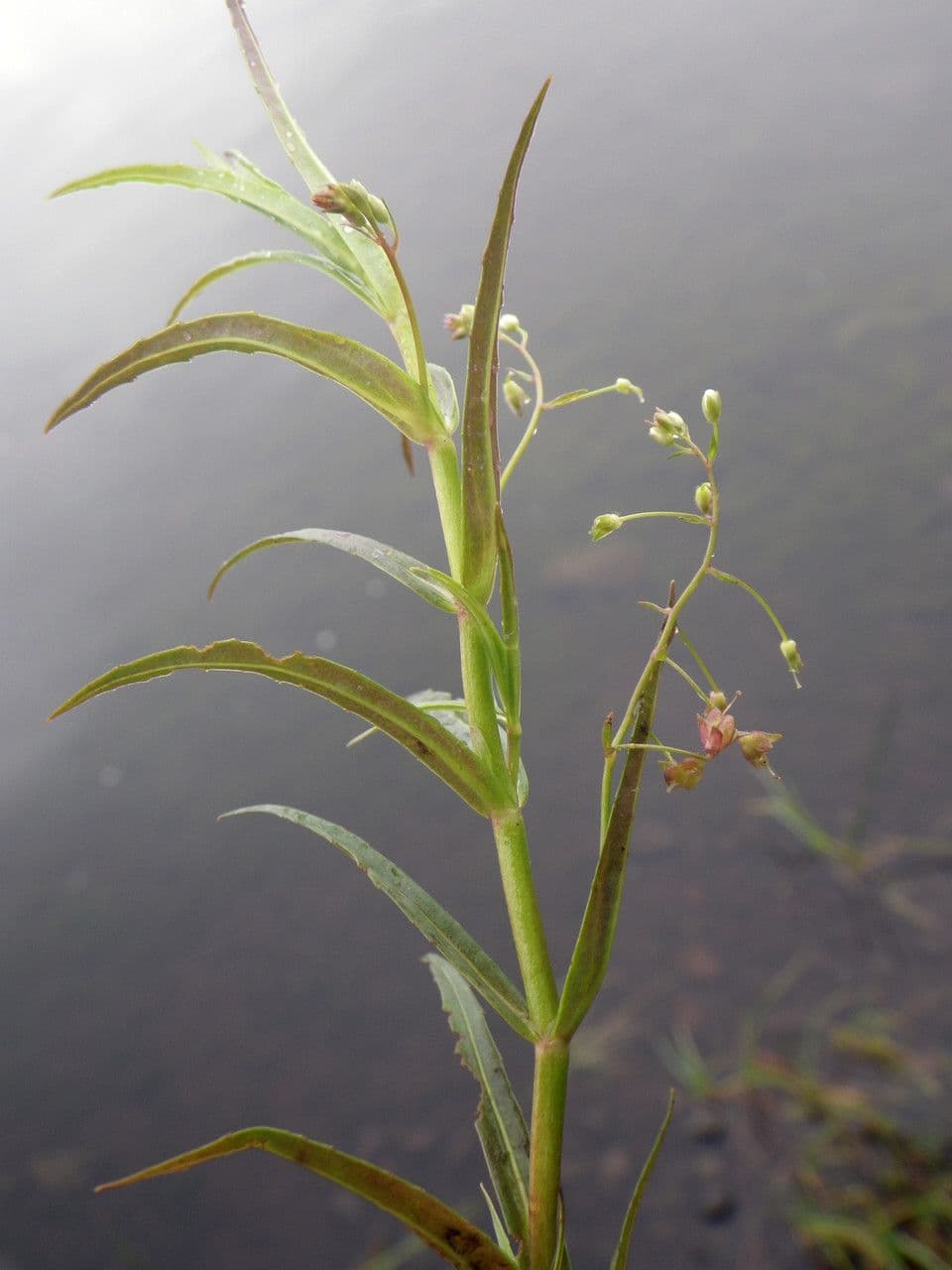 Veronica scudata 13