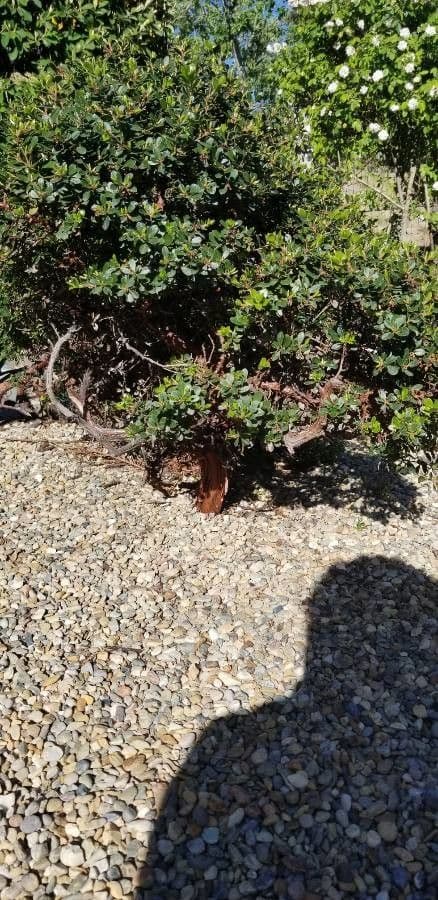 Arbutus patula 18