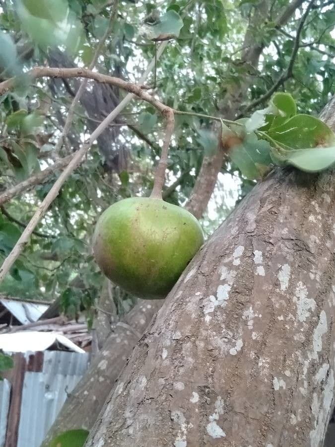 Granatapfel-Kanonenbaum 2