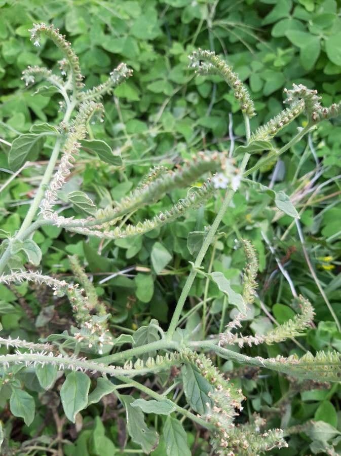 Eliotropio comune