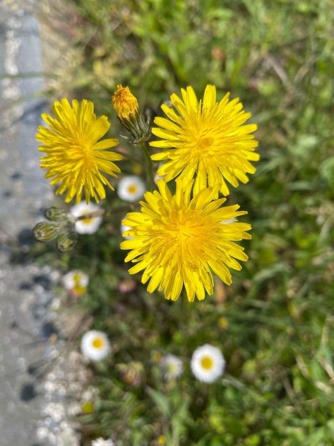 Radicchiella bienne 5