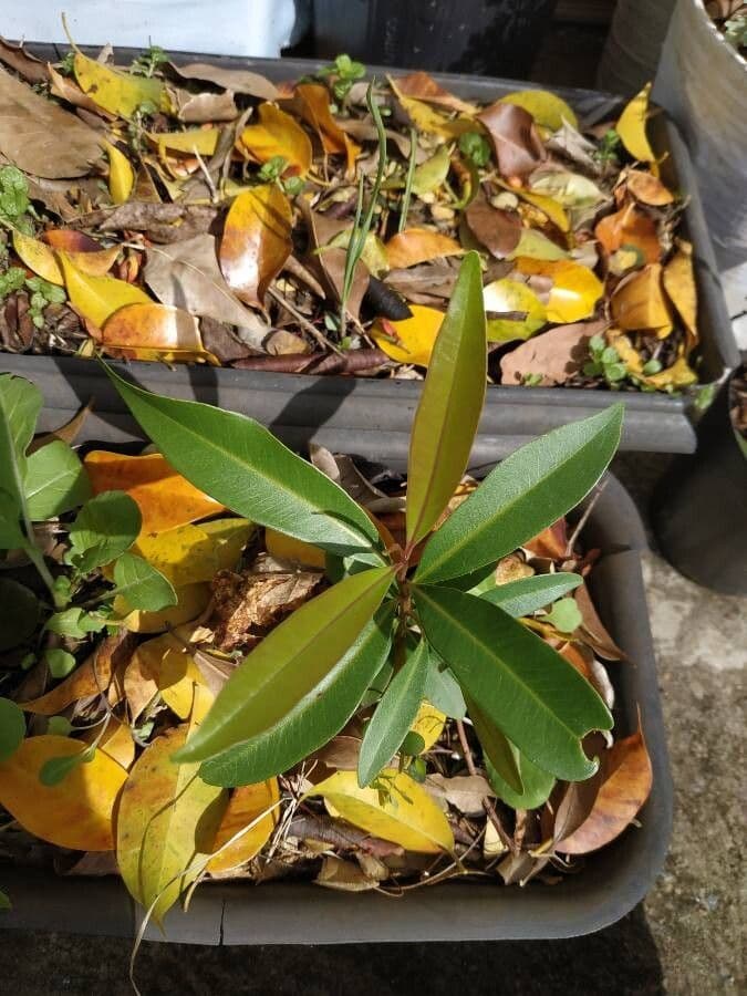 Acridocarpus 16
