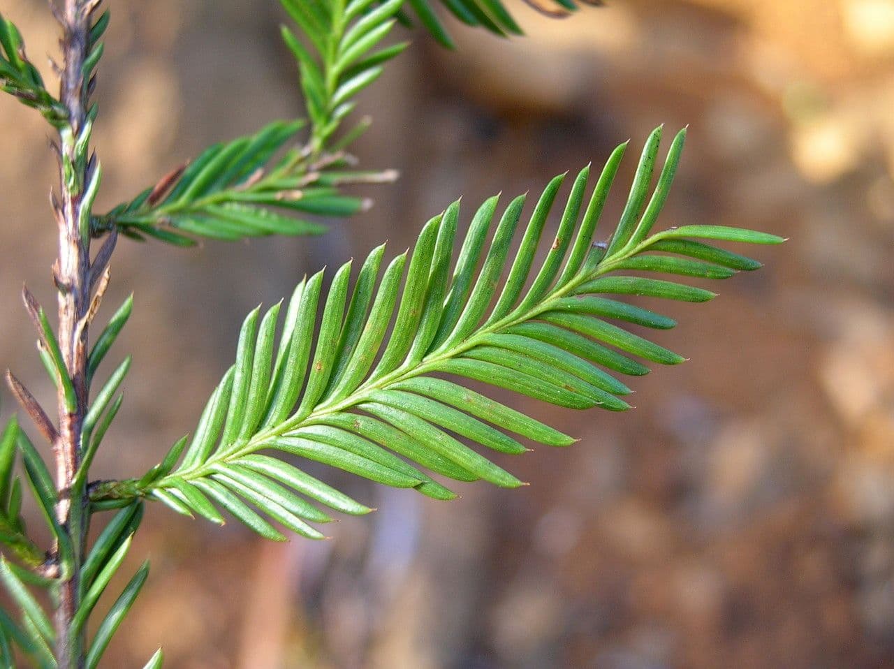 Dacrycarpus 12