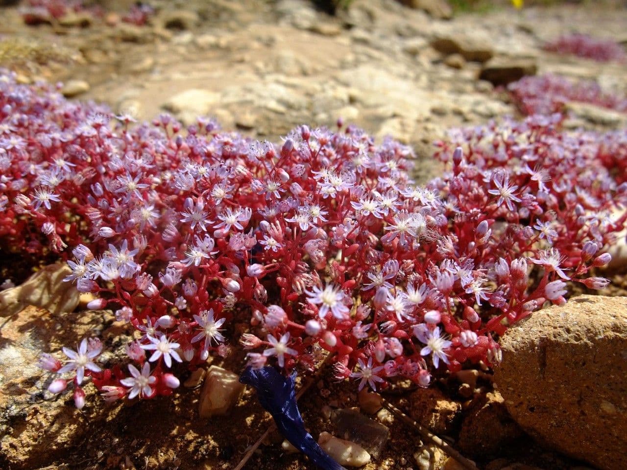 Borracina cerulea 7
