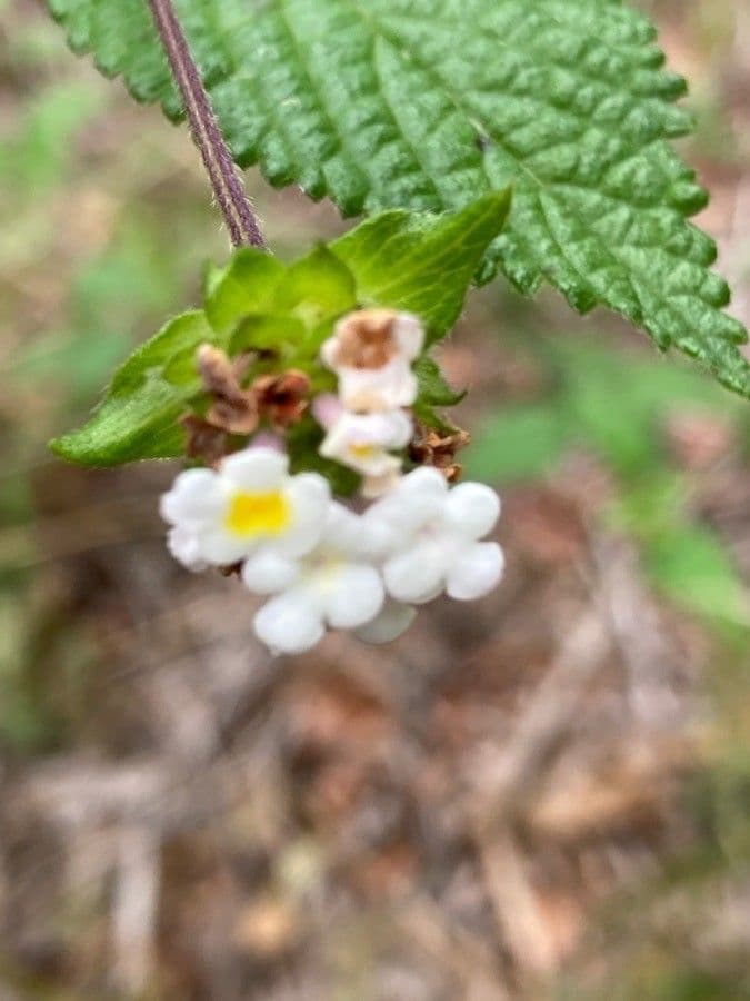 Lantana 6