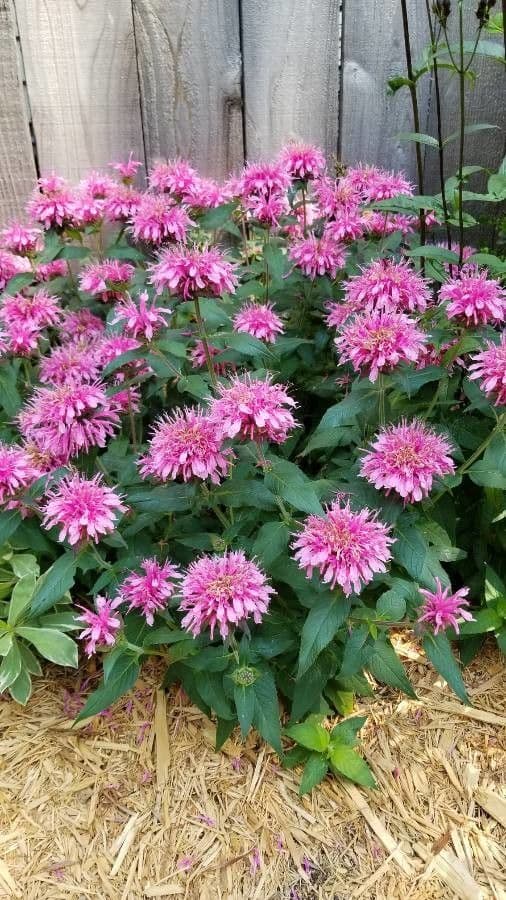 Monarda didyma 28