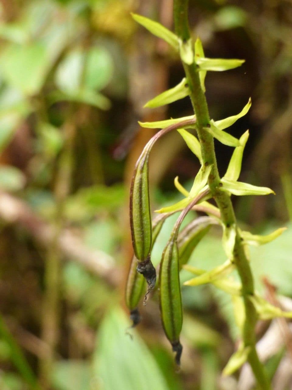 Calanthe silvatica 3