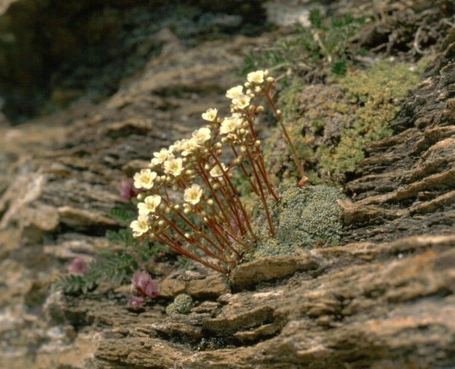 Felsenmutterkraut valdensis 2