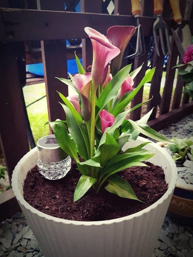 Calla
