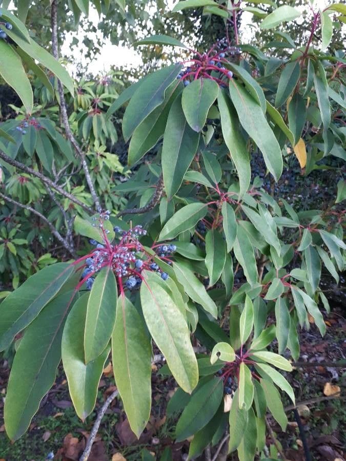 Daphniphyllum 14