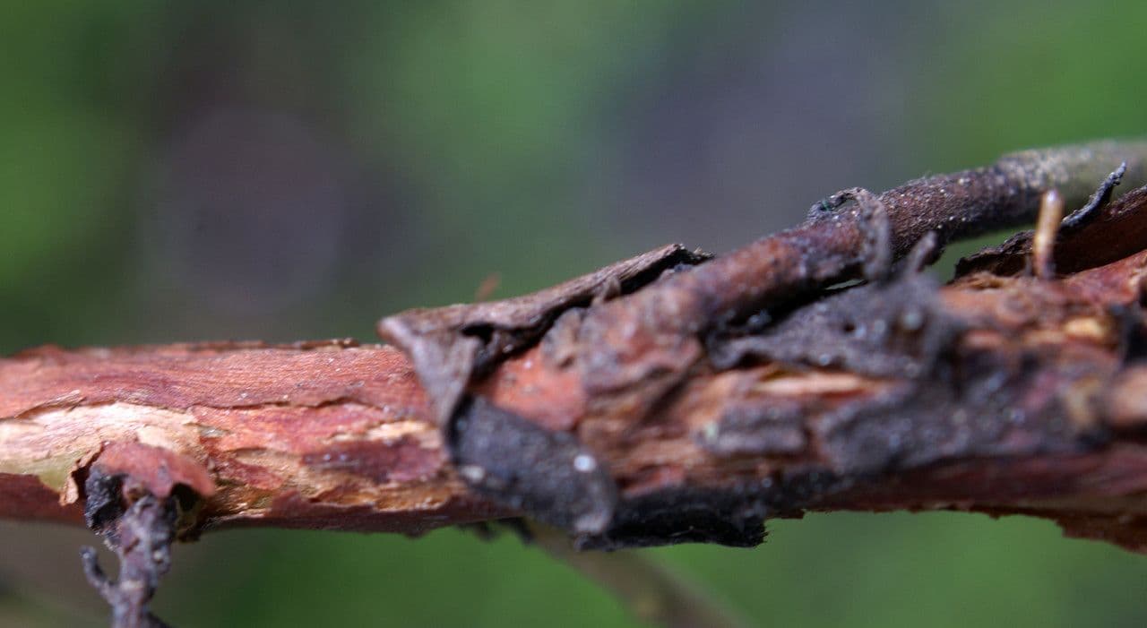 Echte Bärentraube 24