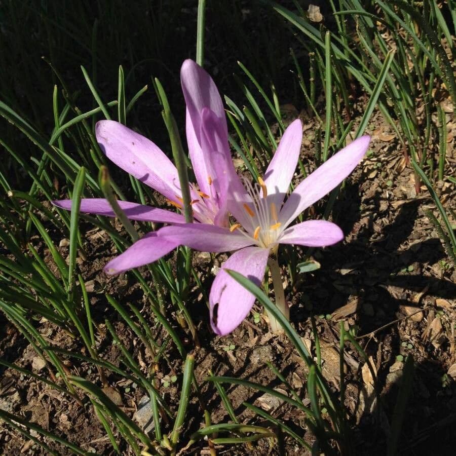 Frühlingsknotenblume 5