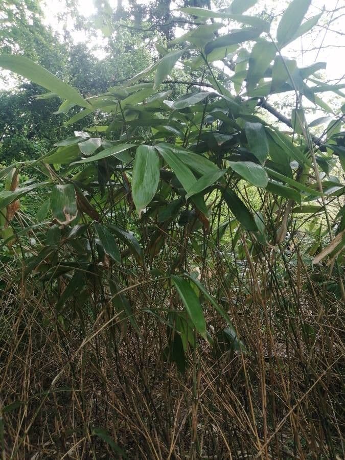 Bambù palmata 7