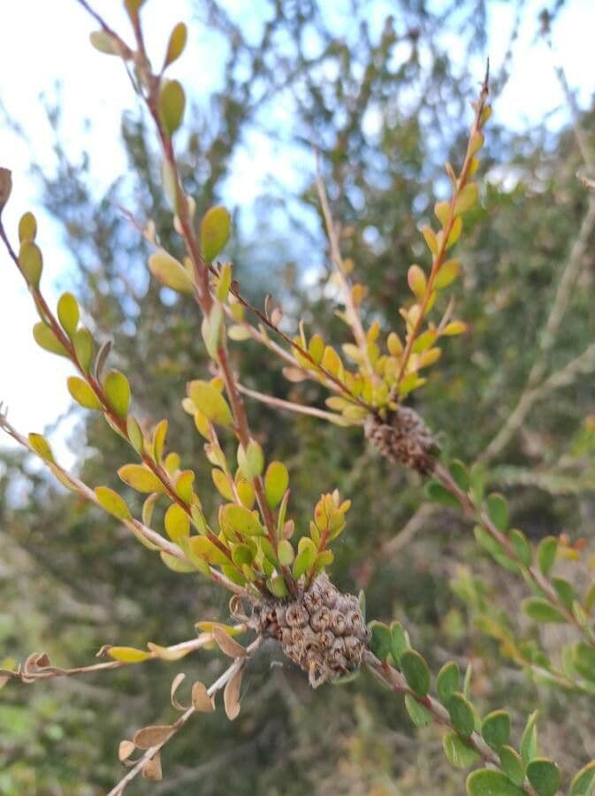 Melaleuca 15