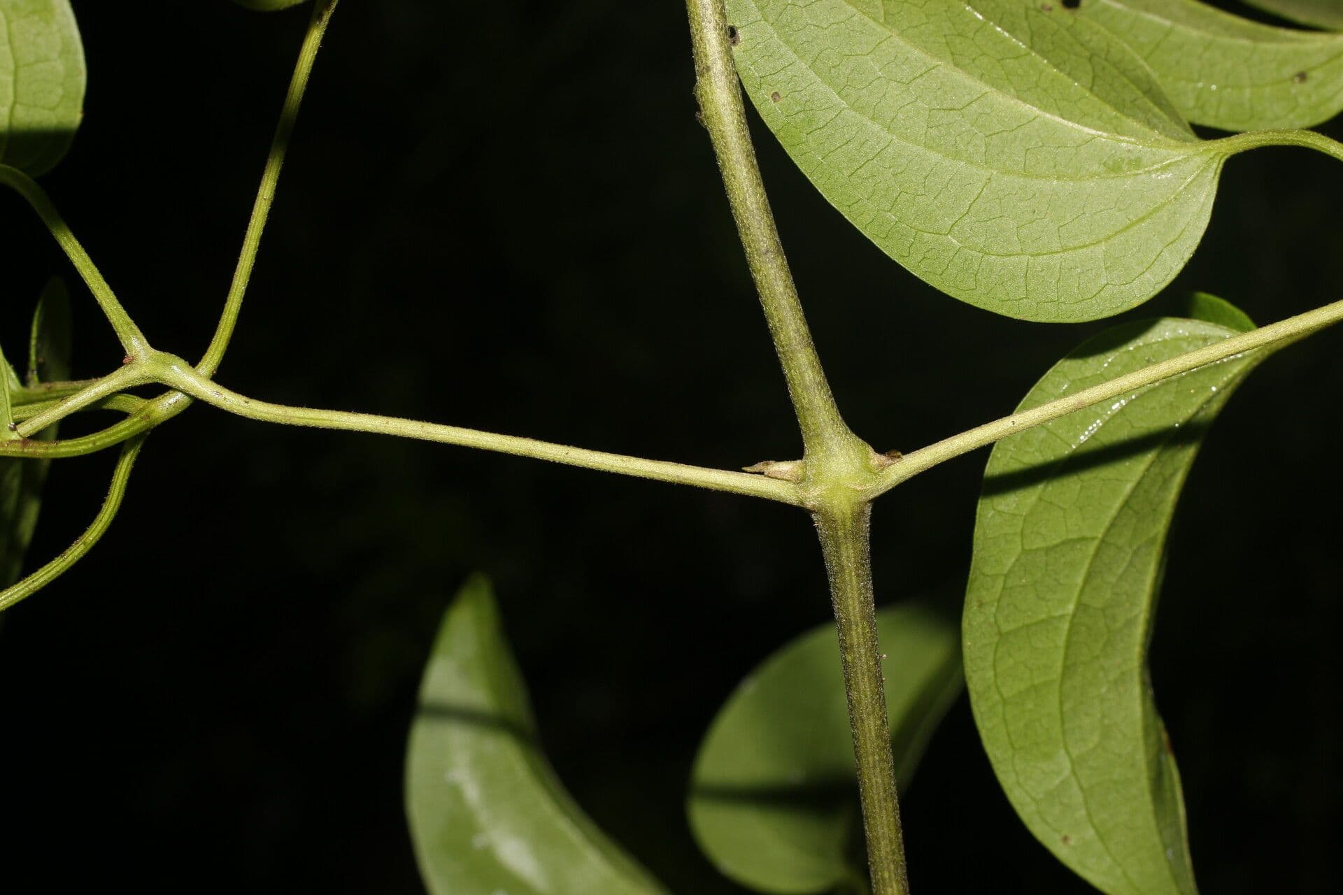 Clematis dioica 9