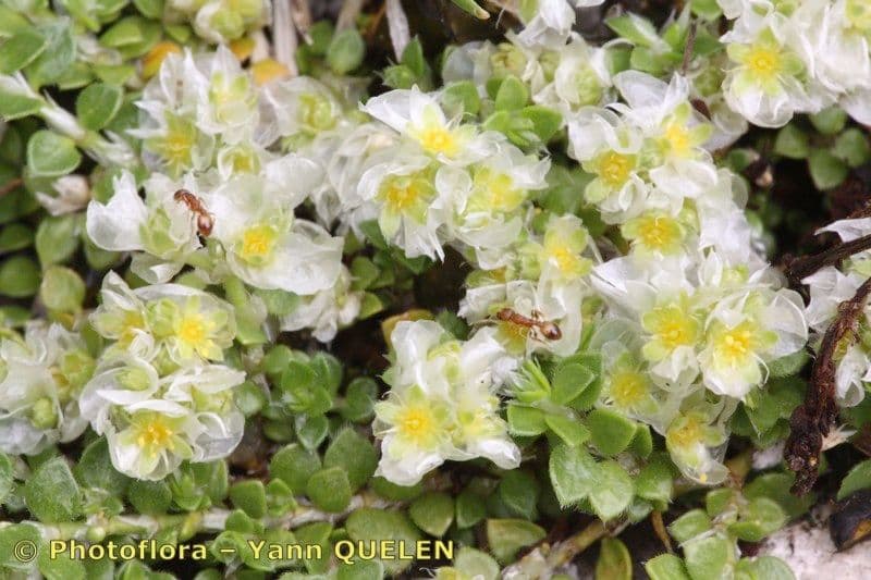 Paronychia capitata 21