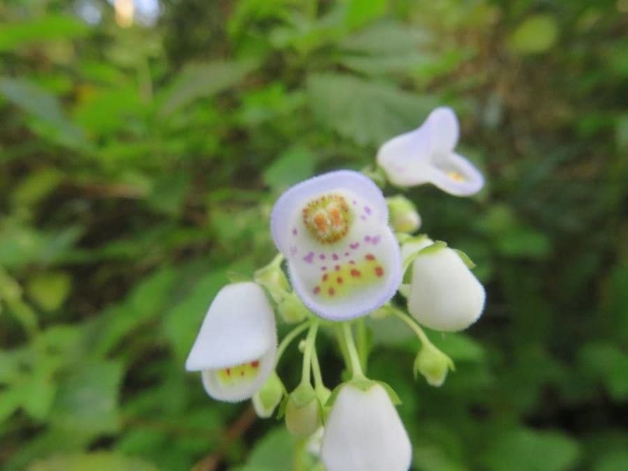 Jovellana 2