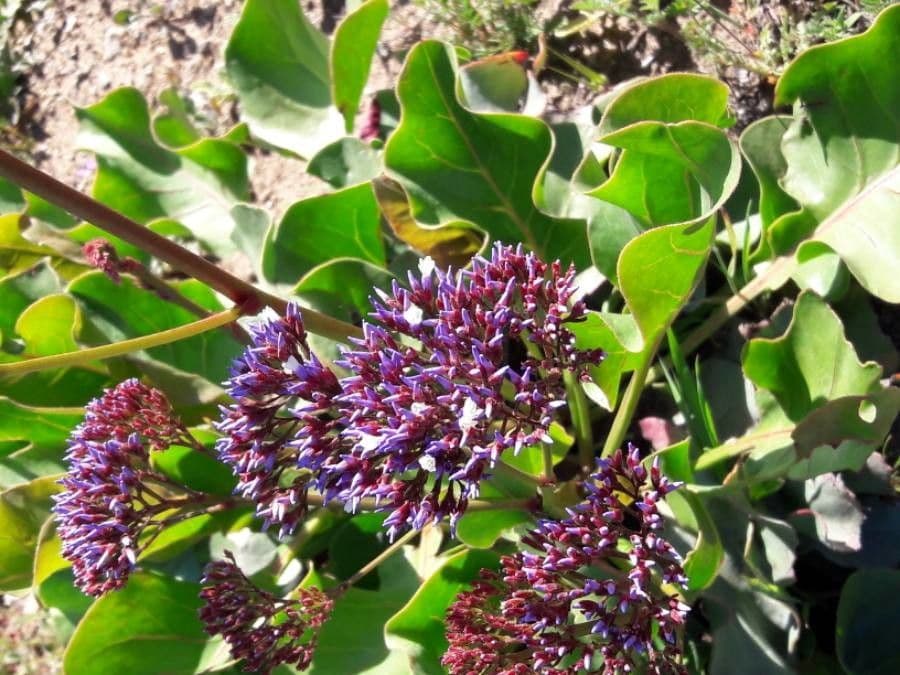 Limonium californicum 2