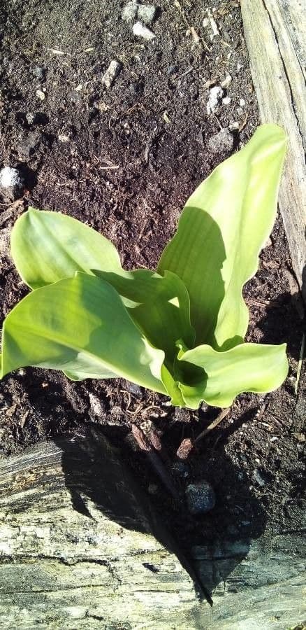 Scadoxus 19