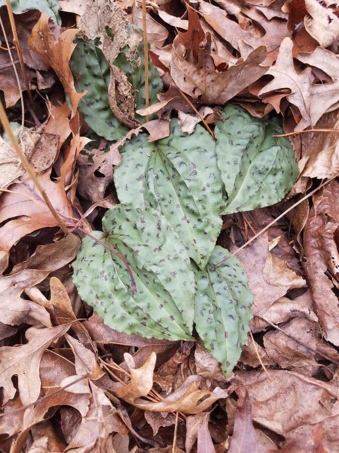 Tipularia discolor 16