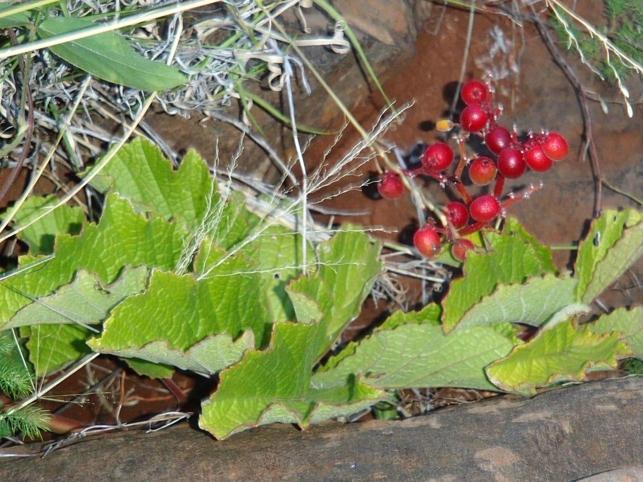 Cyphostemma 7