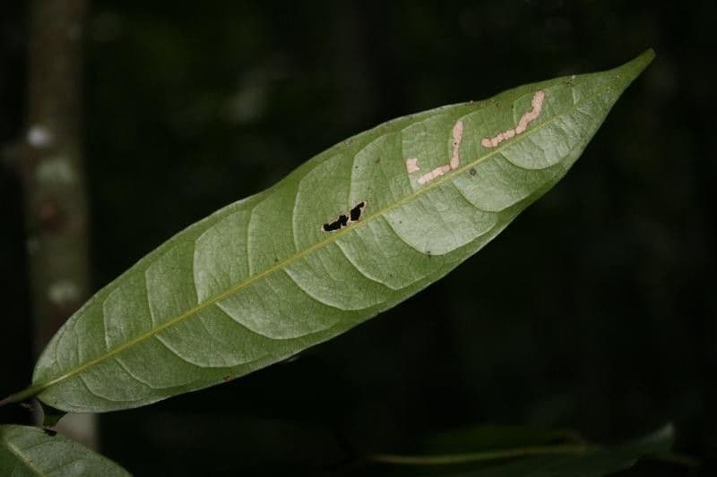 Eschweilera micrantha 9