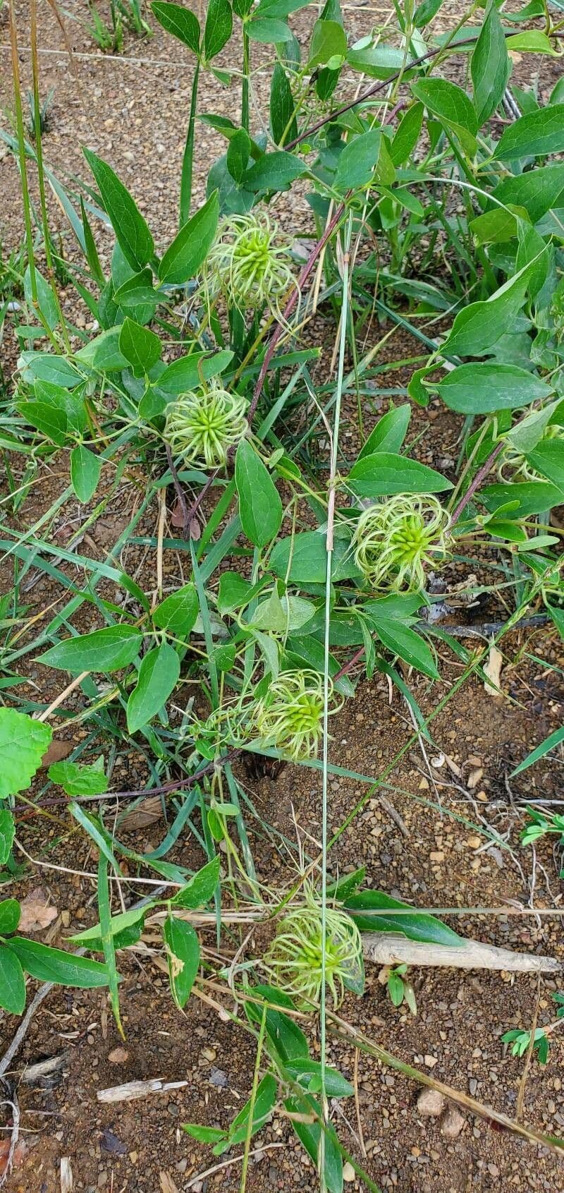Clematide coriacea 2