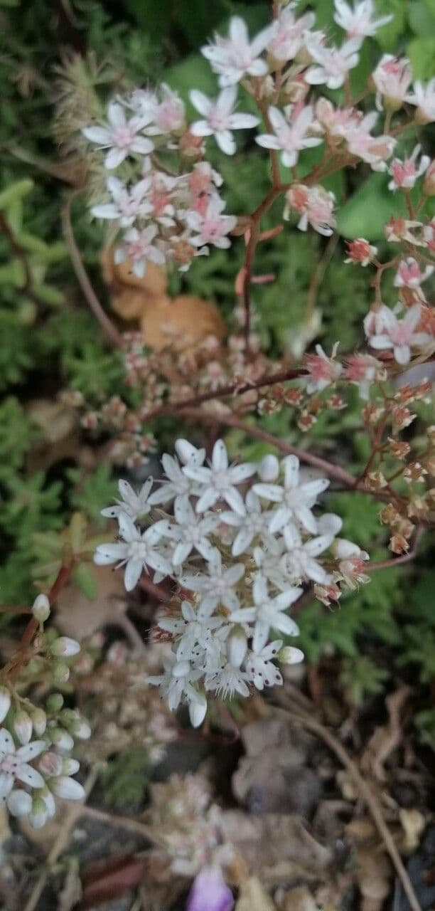 Sedum 2