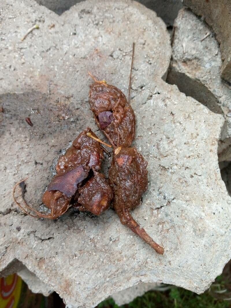 Pentadesma 2