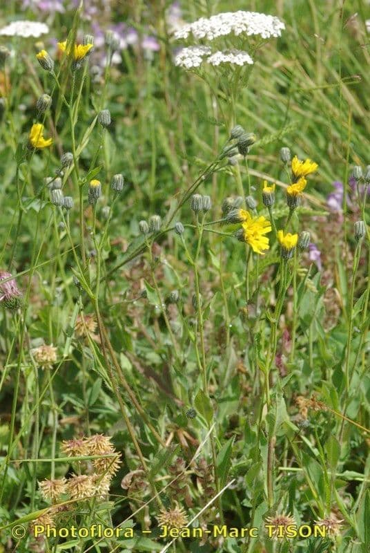 Grünflächiges Habichtskraut 6